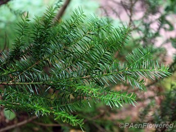 Branches with leaves