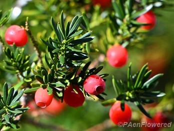 Fruits