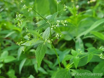 Plant in flower
