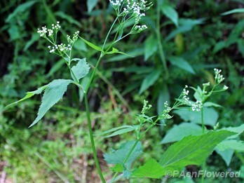Plant in flower
