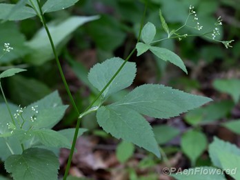 Leaves and flowers