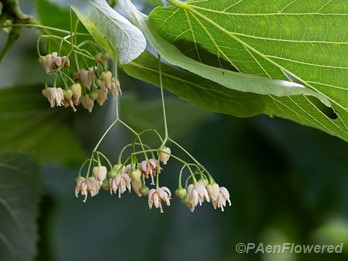 Flowers and fruit