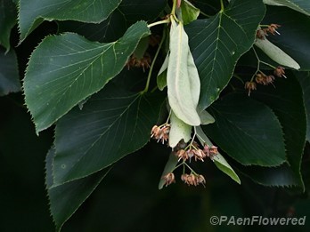 Early fruit