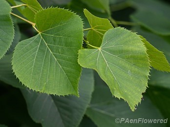 Mature leaves