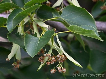 Fruit starting to ripen