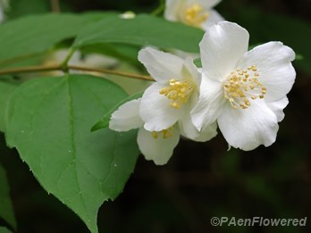 Plant in flower
