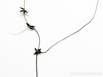 Culm with spikelets