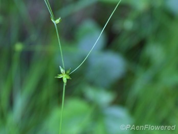 Culm with spikelets