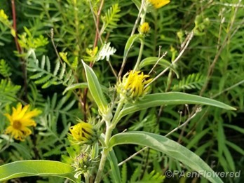 Maximilian sunflower