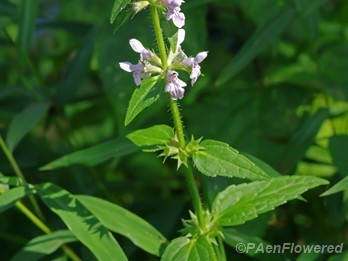 Plant in flower