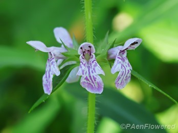 Axillary Flowers