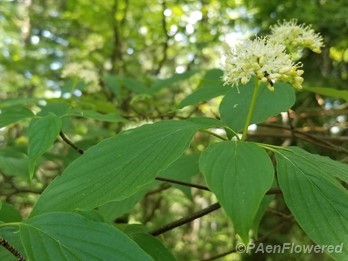 Alternate-leaved dogwood