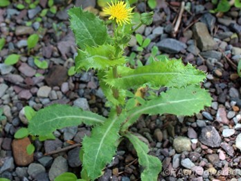 Spiny sowthistle