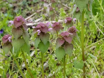 Purple deadnettle