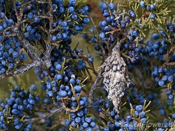 Winter fruit and bagworm