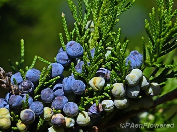 Ripe and unripe fruit