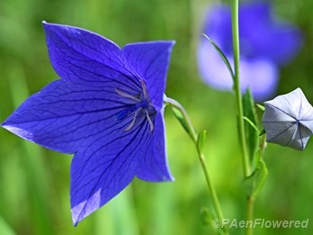 Flower & bud