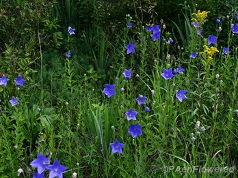 Plants in flower