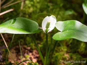 Plant in flower