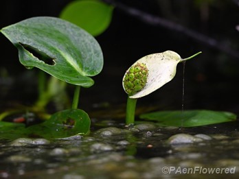 Plant in fruit