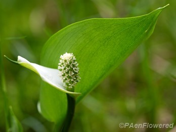 Flower and leaves