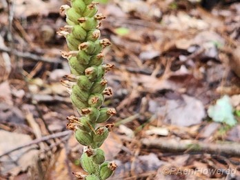 Plant in early fruit