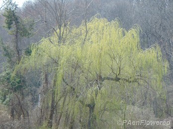 Spring willow