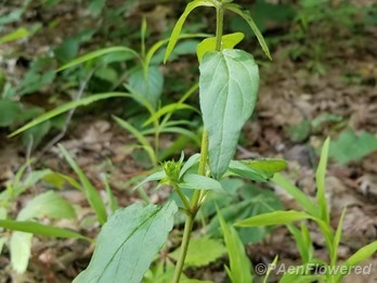 Plant form
