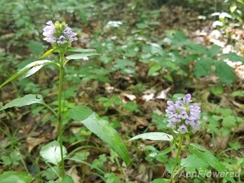 Flowers and leaves