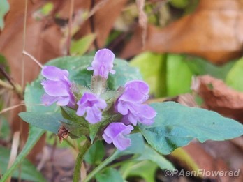 Flowerhead & leaves