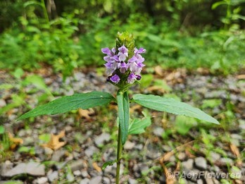 Plant in flower