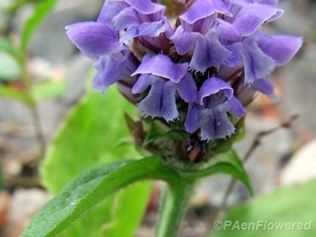 Flower head