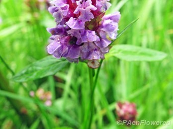 Inflorescence