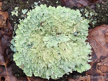 Common greenshield lichen