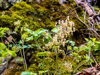 Plant in flower