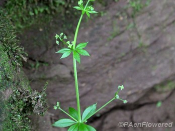 Sweet-scent bedstraw