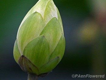 Flower bud