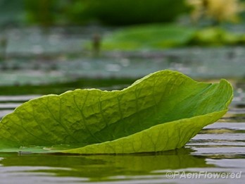 Leaf
