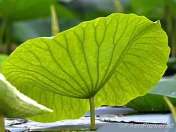 Leaf underside
