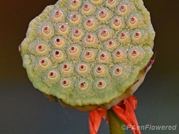 Seed head