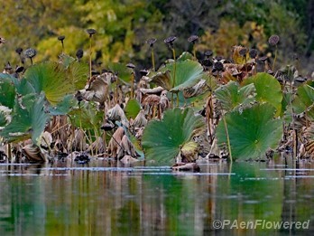 Seed heads in October