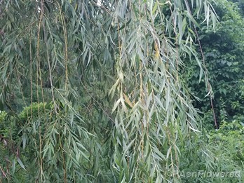 Willow branches