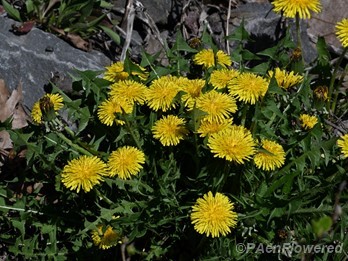 Plants in flower