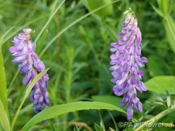 Tufted vetch