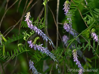 Plants in flower