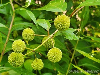Early fruit