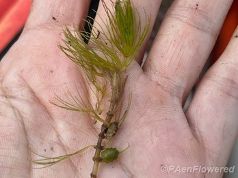 Plant form