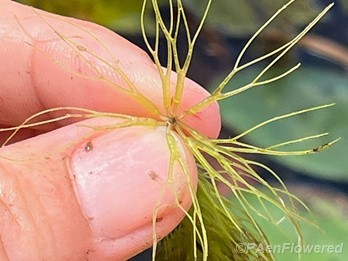 Leaf whorl