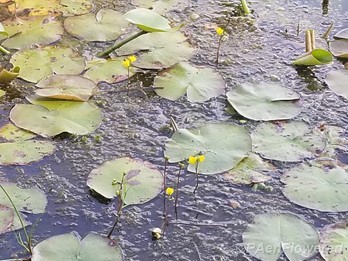 Growing with water lilies