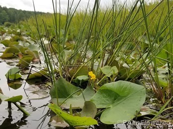 Plant form & habitat